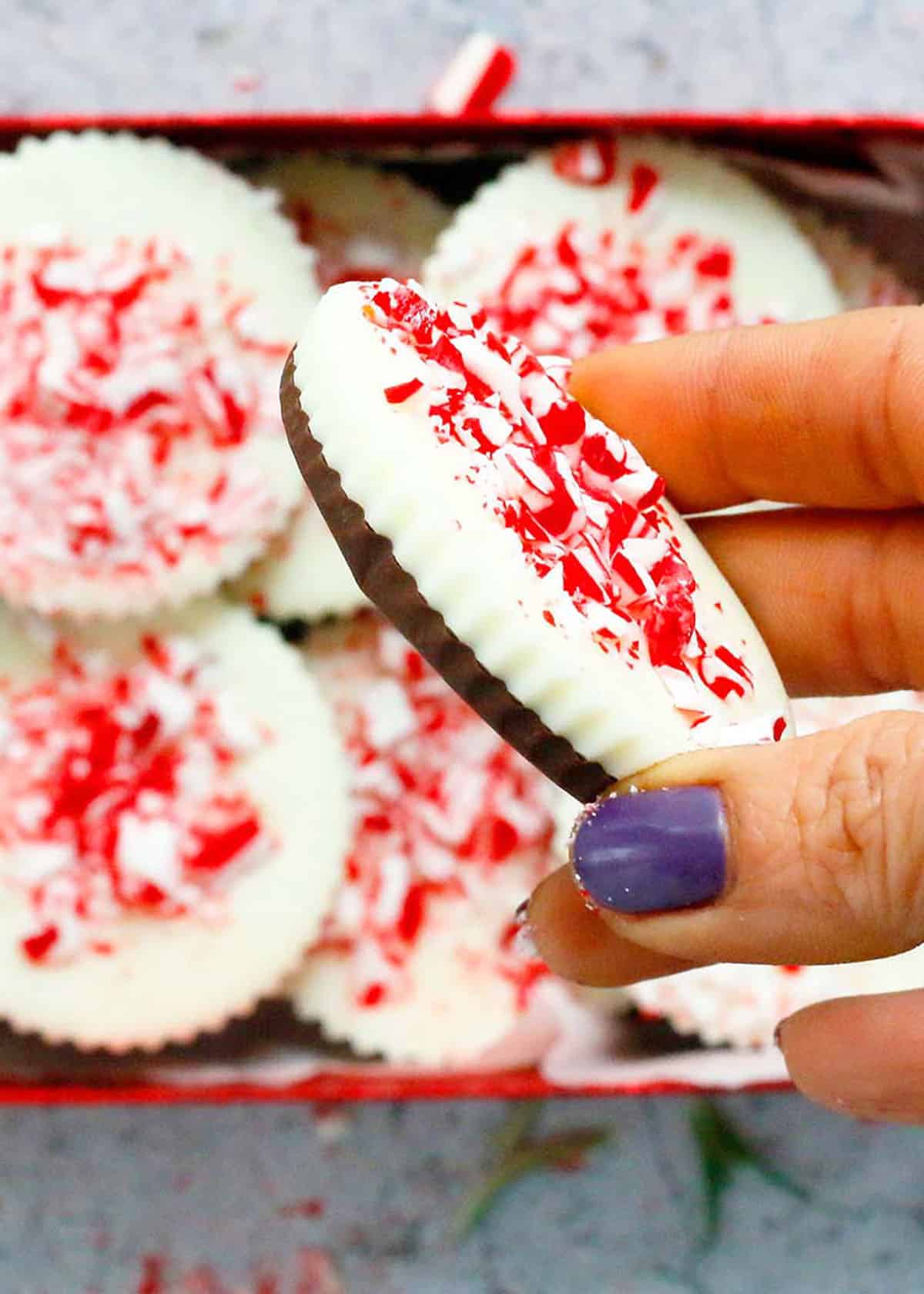 a hand holding one round chocolate peppermint bark.